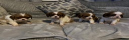 Cavalier King Charles Spaniel dogs for sale: Male and female available  - Advert 2