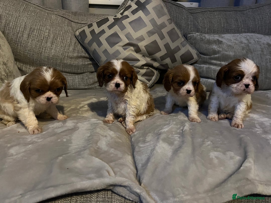 Cavalier King Charles Spaniel dogs for sale: Male and female available  - Advert 2