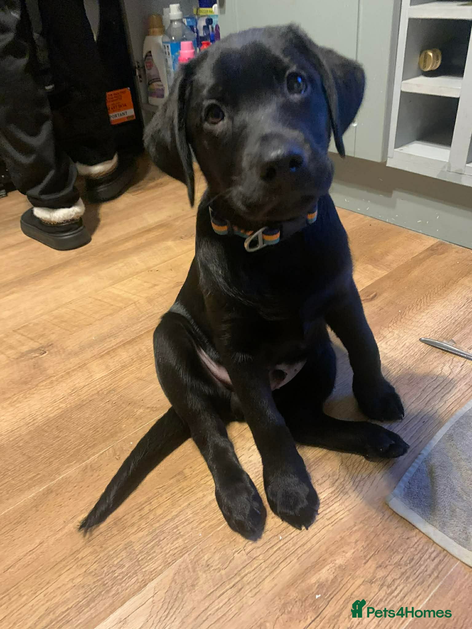 Labrador Retriever dogs 3 lab pups in Gillingham - Advert 5