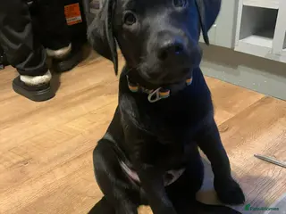 Labrador Retriever dogs 3 lab pups in Gillingham - Advert 5