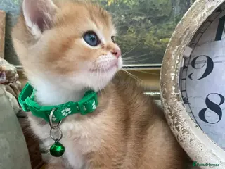 British Shorthair cats British shorthair kittens - Advert 16