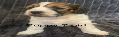 Cockapoo Puppy 7