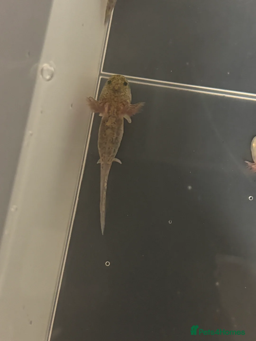 Axolotl reptiles for sale: Baby axolotls for sale - Advert 2