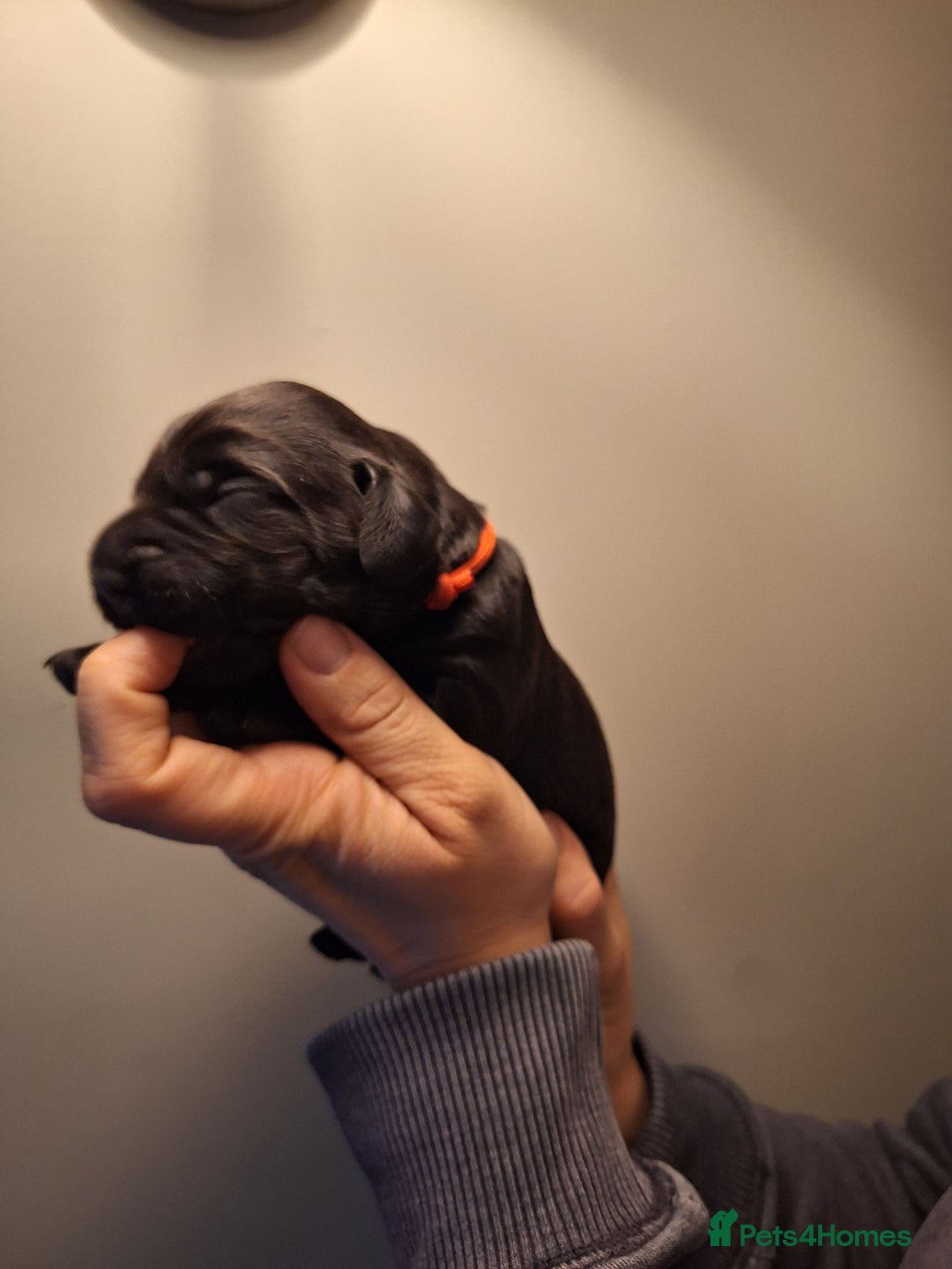 Cockerdor dogs for sale: stunning cockerdors (1left)🐶 5⭐️ licensed breeder - Advert 29