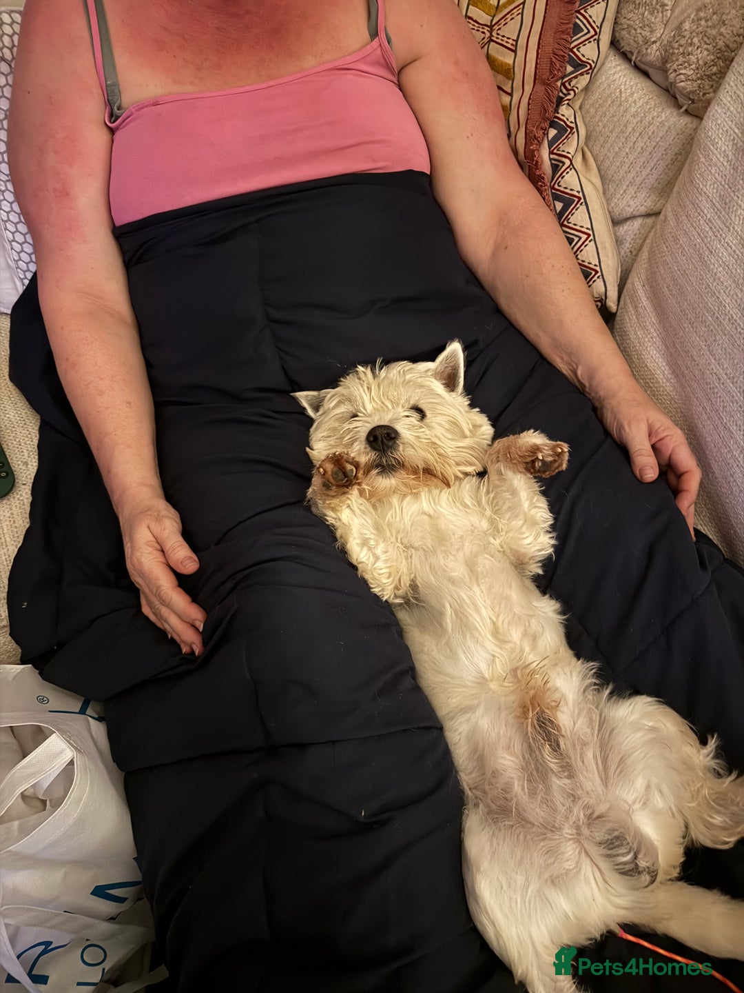 West Highland Terrier dogs for sale: West highland terriers  - Advert 9