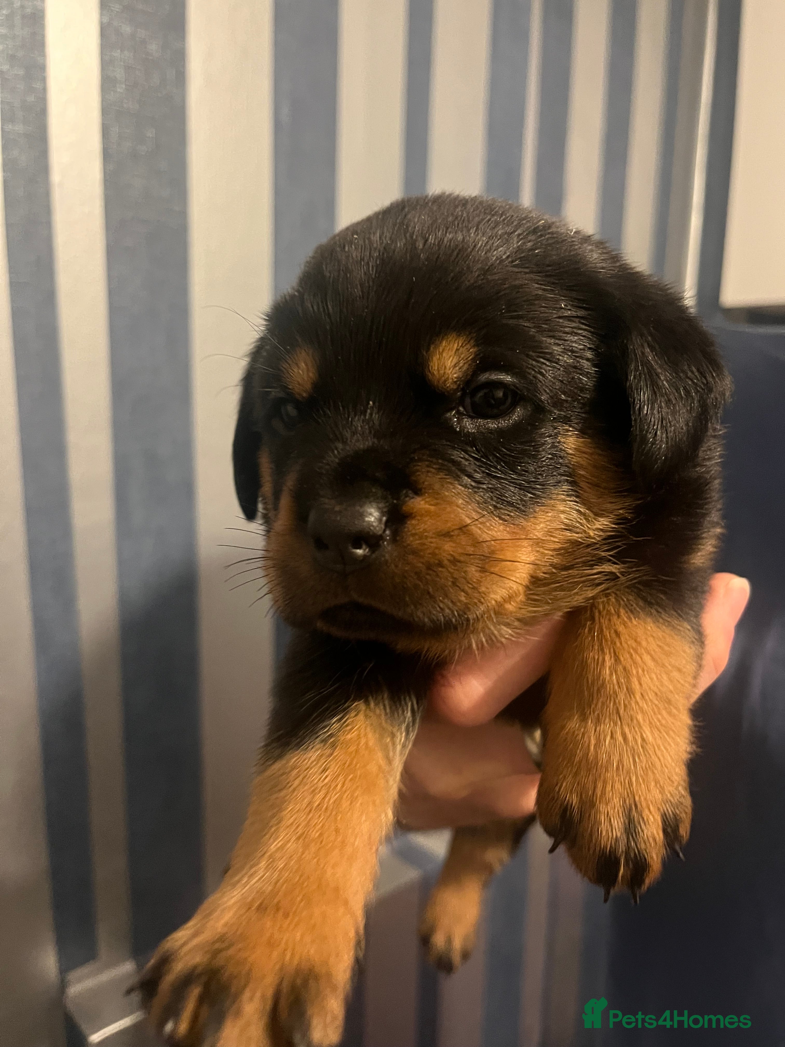 Rottweiler dogs Beautiful chunky Rottweiler puppies  - Advert 1