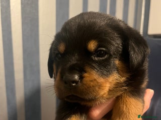 Rottweiler dogs Beautiful chunky Rottweiler puppies - Advert 1