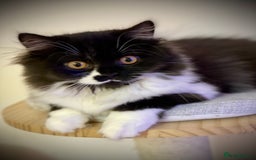 British Longhair cats for sale: Champion line kittens - Image 15