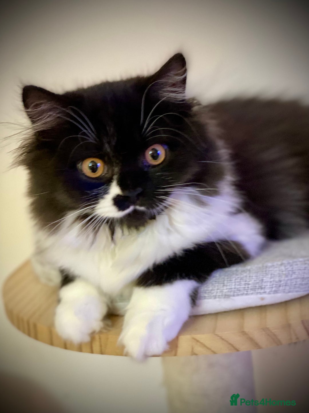 British Longhair cats for sale: Champion line kittens - Image 15