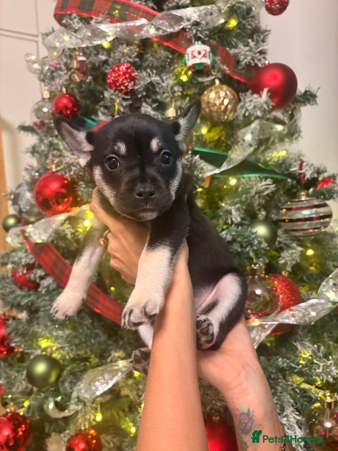 Mixed Breed dogs for sale: ❄️ Frenchski Sisters Looking for Loving families  - Advert 5