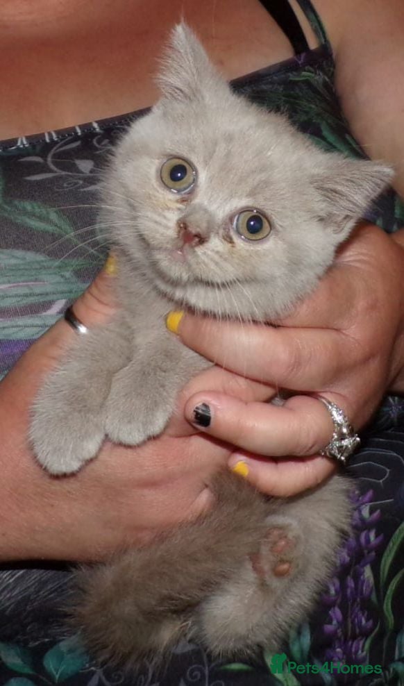 British Shorthair cats 💜 Precious Litter Of BSH Kittens 💜 - Advert 1