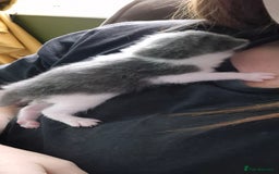 Domestic Shorthair cats for sale: Short hair kittens - Image 6