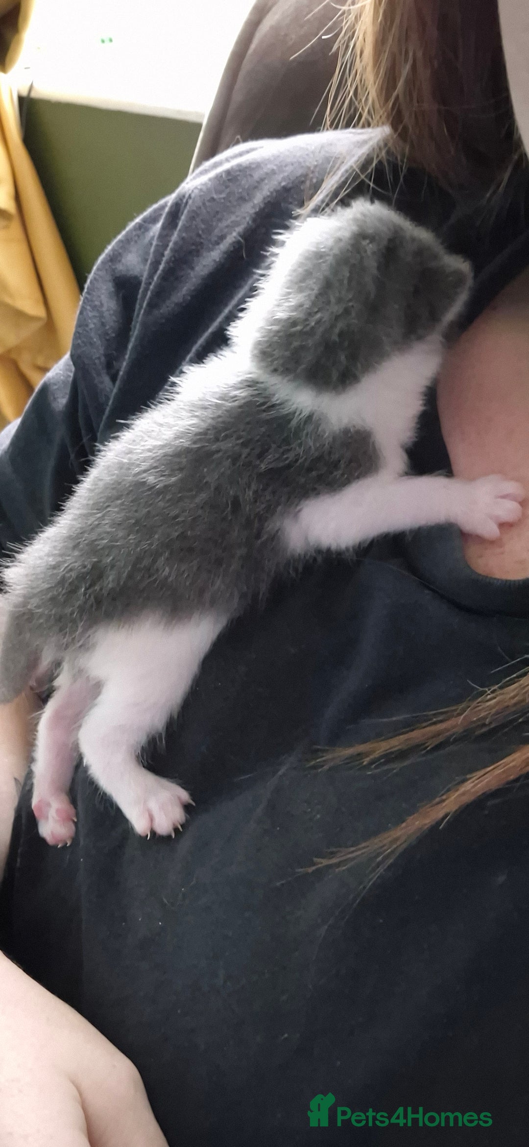 Domestic Shorthair cats for sale: Short hair kittens - Image 6