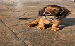 Dachshund dogs for sale: Red long-haired standard dachshund puppies - Image 28