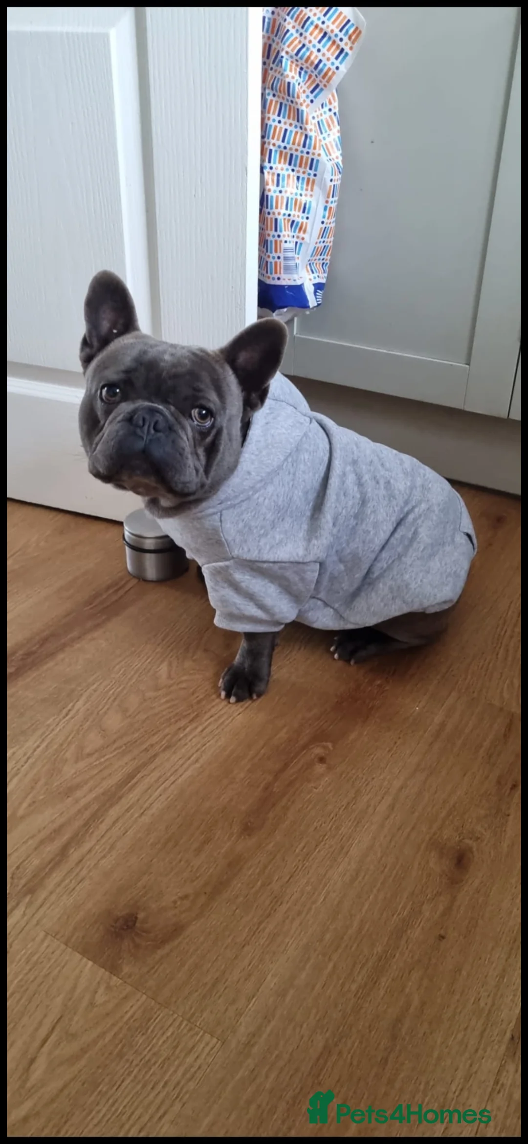 French Bulldog dogs for sale: Kc reg blue french bulldog boy in Llanfairpwllgwyngyll - Advert 2
