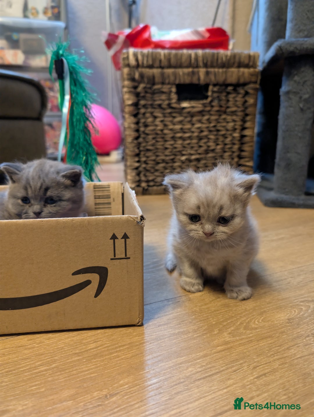 British Shorthair cats for sale: 4 British Short Hair  - Advert 12