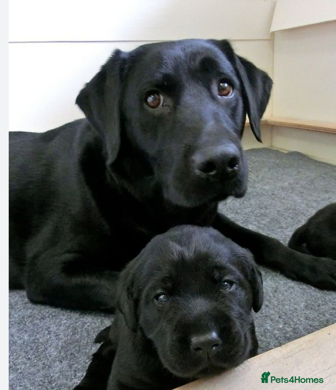 Labrador Retriever dogs Black labradors - Advert 1