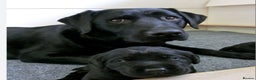Labrador Retriever dogs for sale: Black labradors - Advert 1