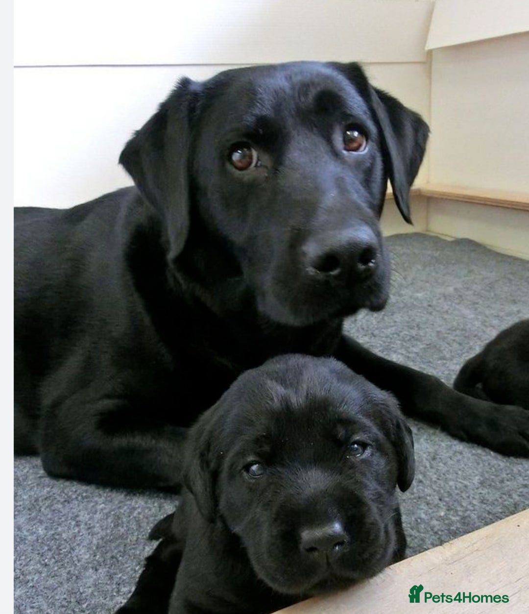 Labrador Retriever dogs for sale: Black labradors - Advert 1