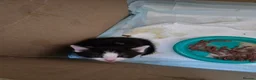Domestic Shorthair cats for sale: Domestic shorthair male in Prenton - Advert 4
