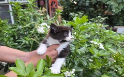 Bengal cats for sale: TWO Beautiful kittens of JOY remaining! - Image 10