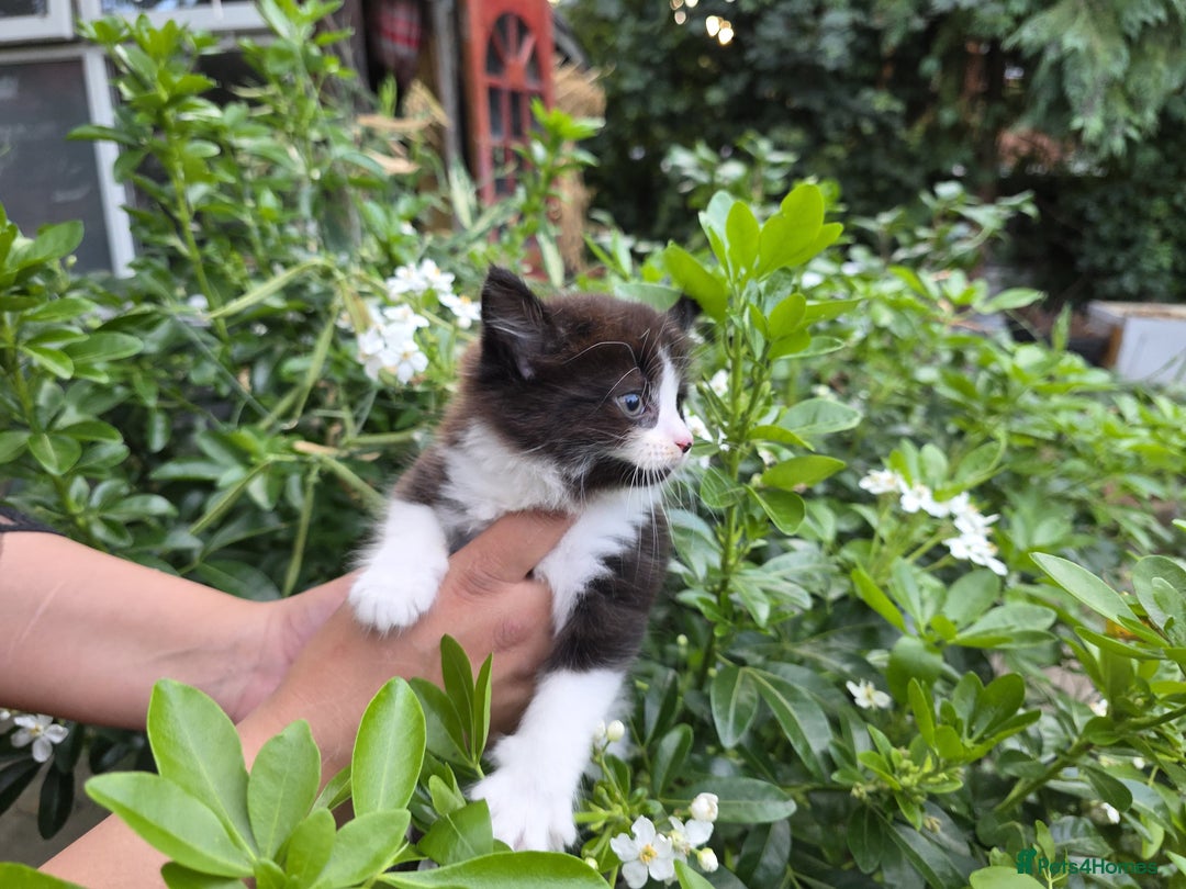 Bengal cats for sale: TWO Beautiful kittens of JOY remaining! - Image 10
