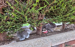 Mini Lop rabbits for sale: 14-Week-Old Rabbits (£120 for Pair)  - Image 5