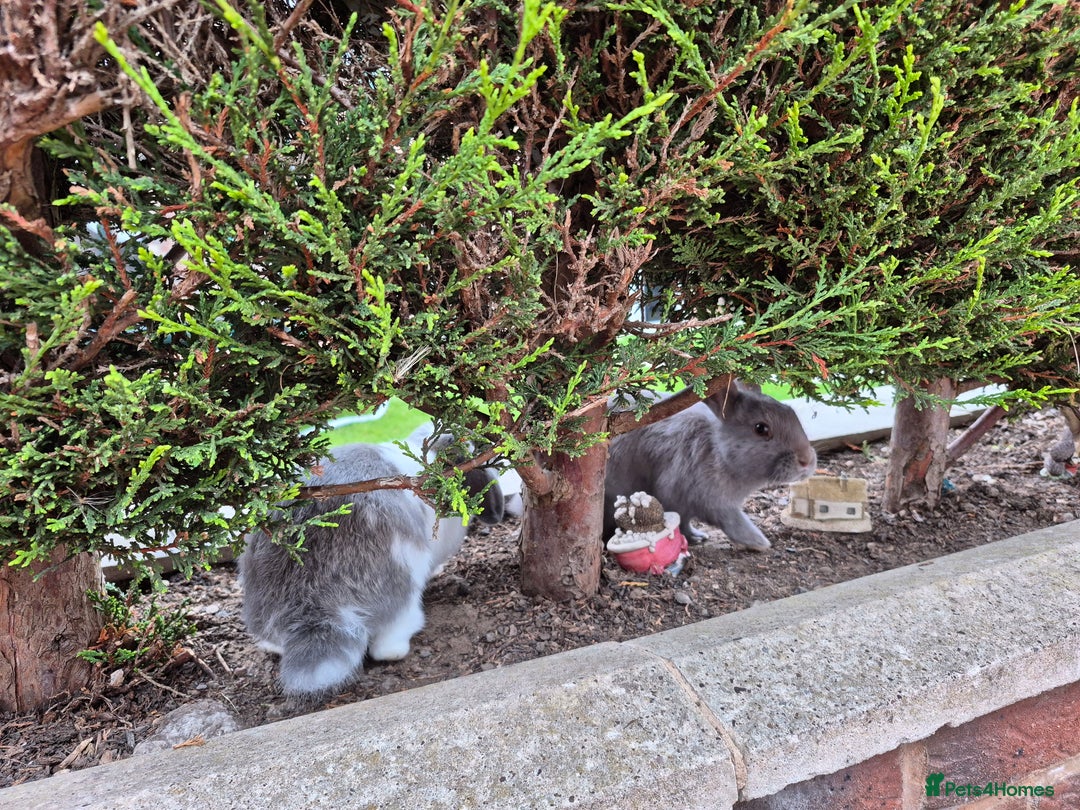 Mini Lop rabbits for sale: 14-Week-Old Rabbits (£120 for Pair)  - Image 5