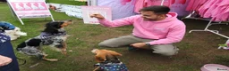 Mixed Breed dogs for adoption: Pippa - Waiting for her Special Someone in Cambridge - Advert 11