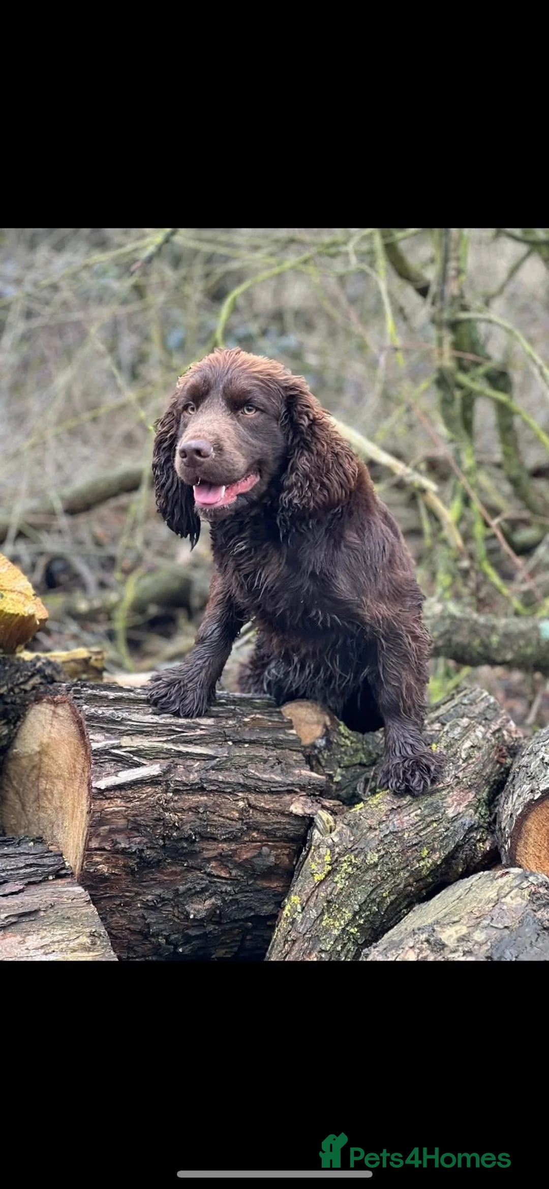 Cocker Spaniel dogs for sale: 4 working cocker spaniel males  - Advert 2