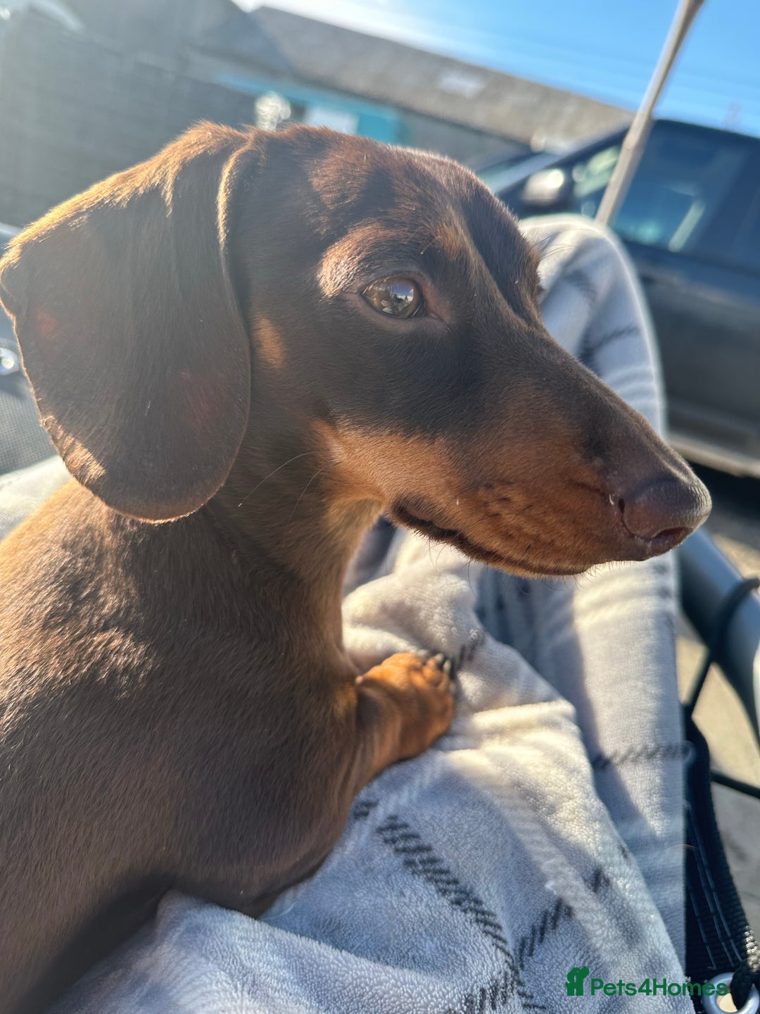 Miniature Dachshund dogs for stud: Minature Dachshund for stud!! *PRA CLEAR* in Martock - Advert 9
