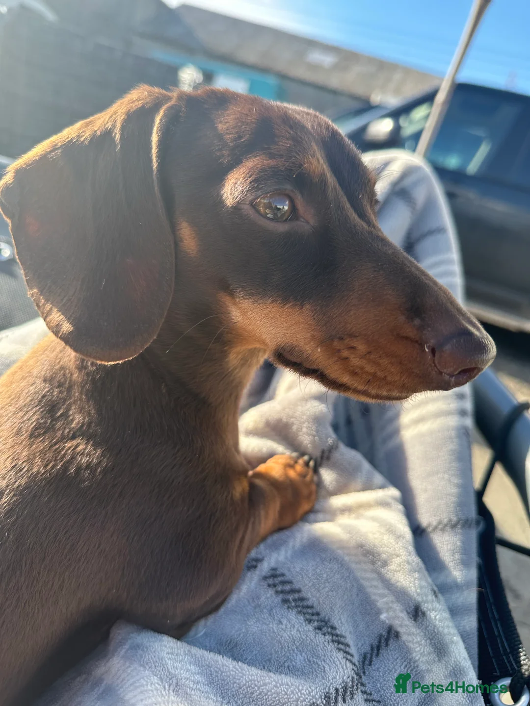 Miniature Dachshund dogs for stud: Minature Dachshund for stud!! *PRA CLEAR* in Martock - Advert 10