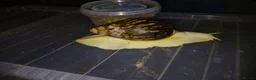 Snails invertebrates for sale: Albino Giant African Snails Marginata - Advert 2
