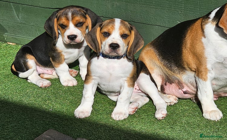 Beagle dogs for sale - Advert 1