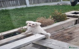 Chinese Crested dogs for sale: Chinease crested powder puff  - Image 18