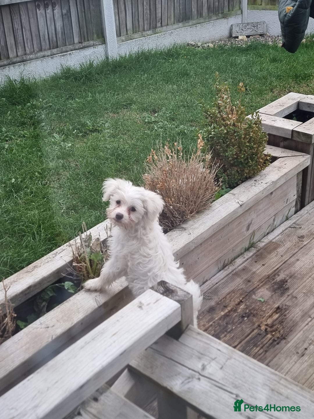 Chinese Crested dogs for sale: Chinease crested powder puff  - Image 18