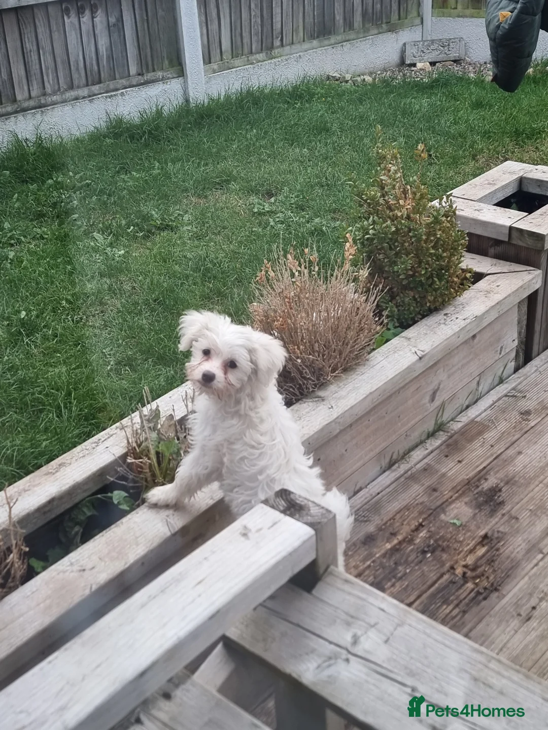 Chinese Crested dogs for sale: Chinease crested powder puff  - Advert 18