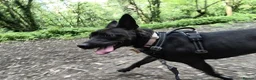 Mixed Breed dogs for adoption: Meet Neeah, currently residing in Cheshire  - Advert 7