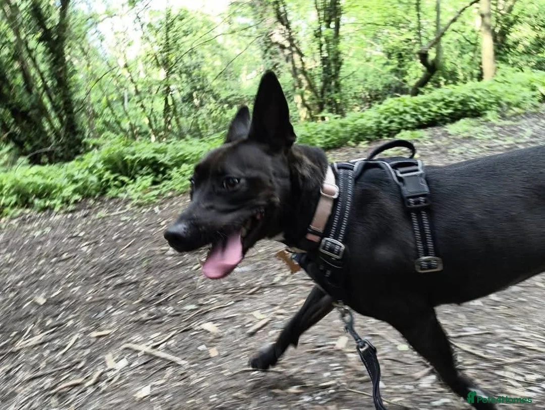 Mixed Breed dogs for adoption: Meet Neeah, currently residing in Cheshire  - Advert 7