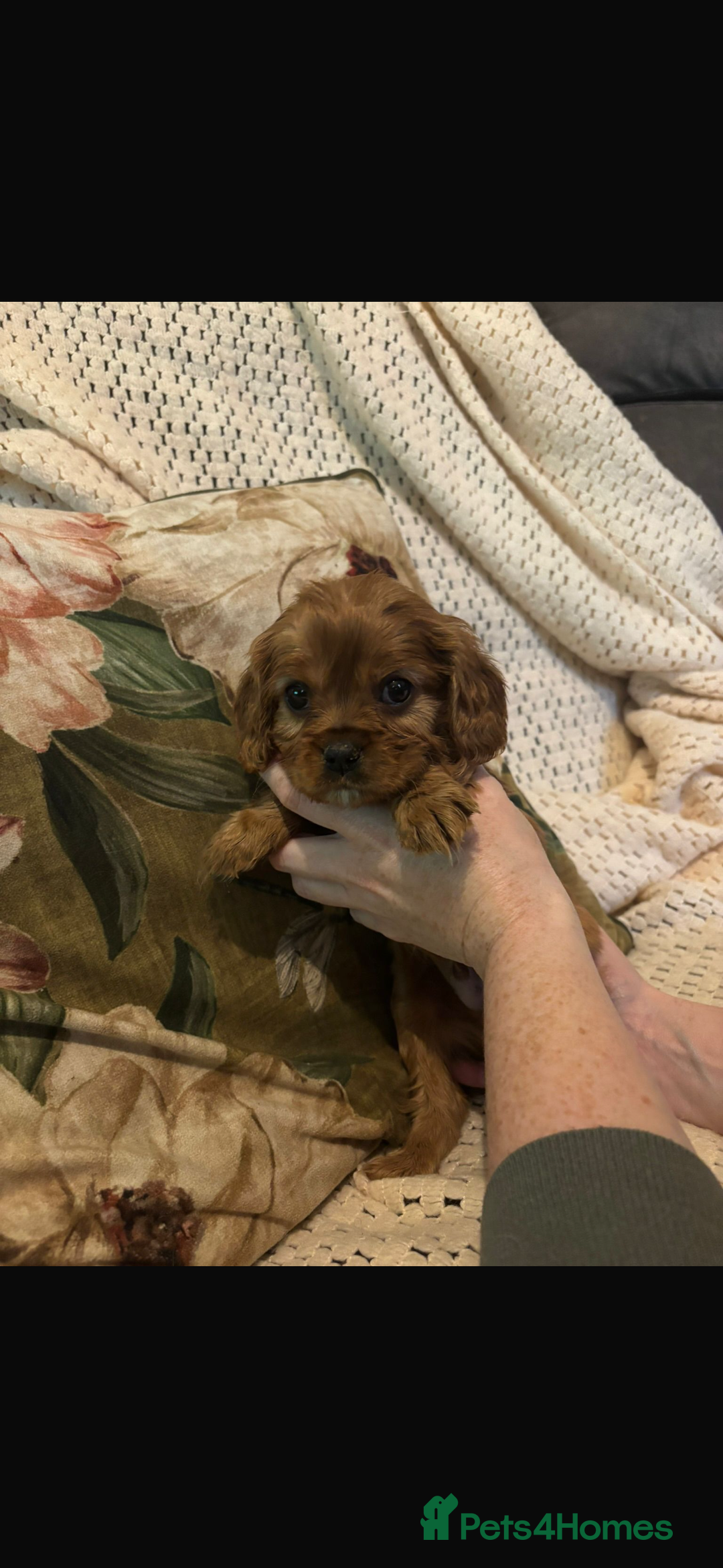 Cavalier King Charles Spaniel dogs for sale: Cavalier King Charles spaniel puppies  - Advert 18