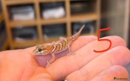 Gecko reptiles for sale: Leopard geckos and pictus geckos - Image 11