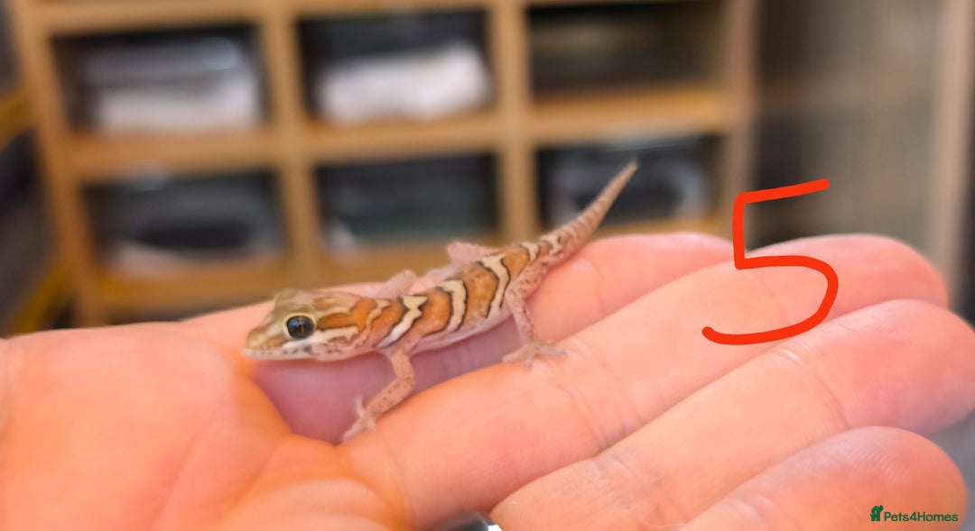 Gecko reptiles for sale: Leopard geckos and pictus geckos - Image 11