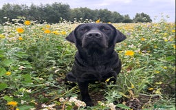 Labrador Retriever dogs for stud: Fully health tested, black carrying chocolate - Image 5