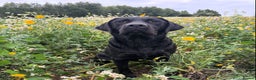 Labrador Retriever dogs for stud: Fully health tested, black carrying chocolate - Advert 5