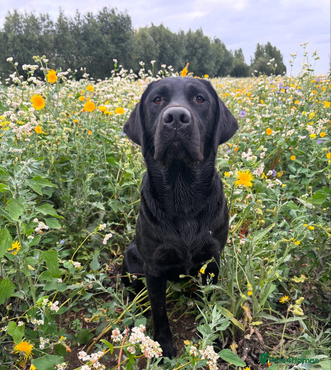 Labrador Retriever dogs for stud: Fully health tested, black carrying chocolate - Image 5