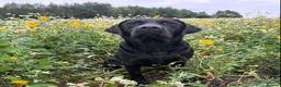 Labrador Retriever dogs for stud: Fully health tested, proven black carrying choc - Advert 5