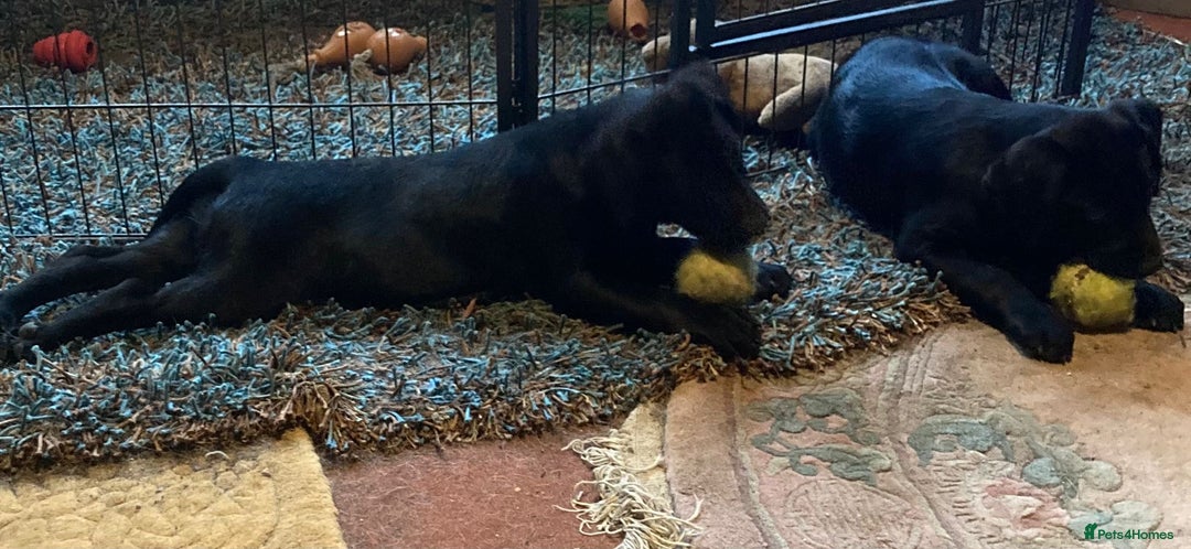 Labrador Retriever dogs for sale: Beautiful Labrador Puppies for Sale - Advert 8