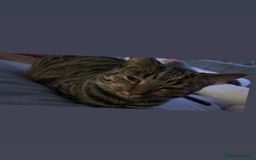 European cats for sale: 3 Female cats  - Advert 2