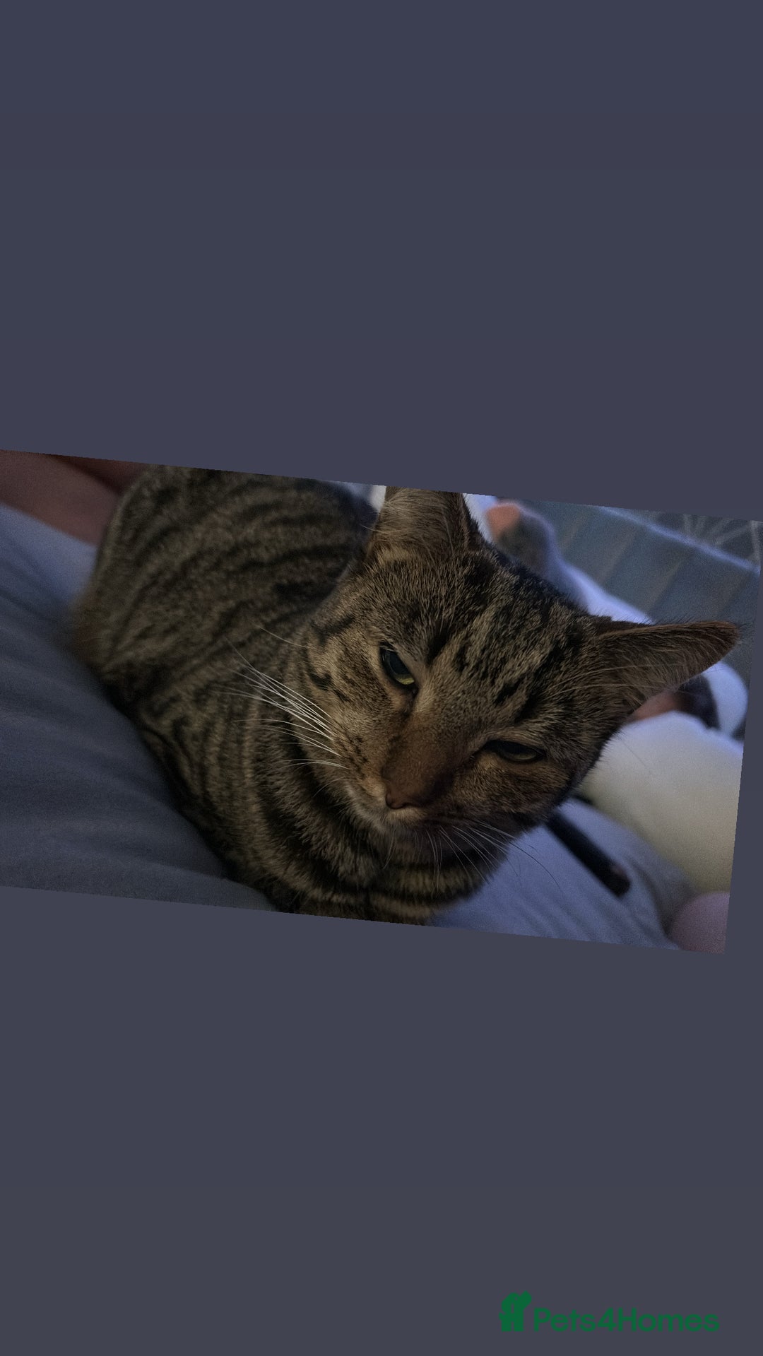 European cats for sale: 3 Female cats  - Advert 2