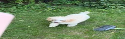 Cavapoo dogs for sale: 4 adorable cavapoo puppies - Advert 21